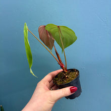 Load image into Gallery viewer, Philodendron Lynamii
