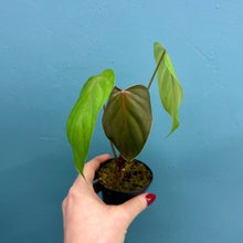 Load image into Gallery viewer, Philodendron Lynamii
