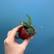 Load image into Gallery viewer, Hoya Sigitalis Propagation Pot
