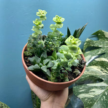 Load image into Gallery viewer, Propagation Bundle Tub - Succulent Mega Mix!
