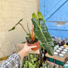 Load image into Gallery viewer, Philodendron Billietiae

