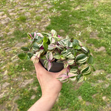 Load image into Gallery viewer, Tradescantia Fluminensis Tricolor &#39;Silver Inch Plant&#39;
