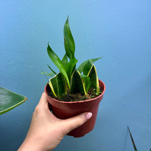 Prop Box Eviction: Bundle B