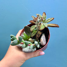 Load image into Gallery viewer, Succulent Propagation Pot B
