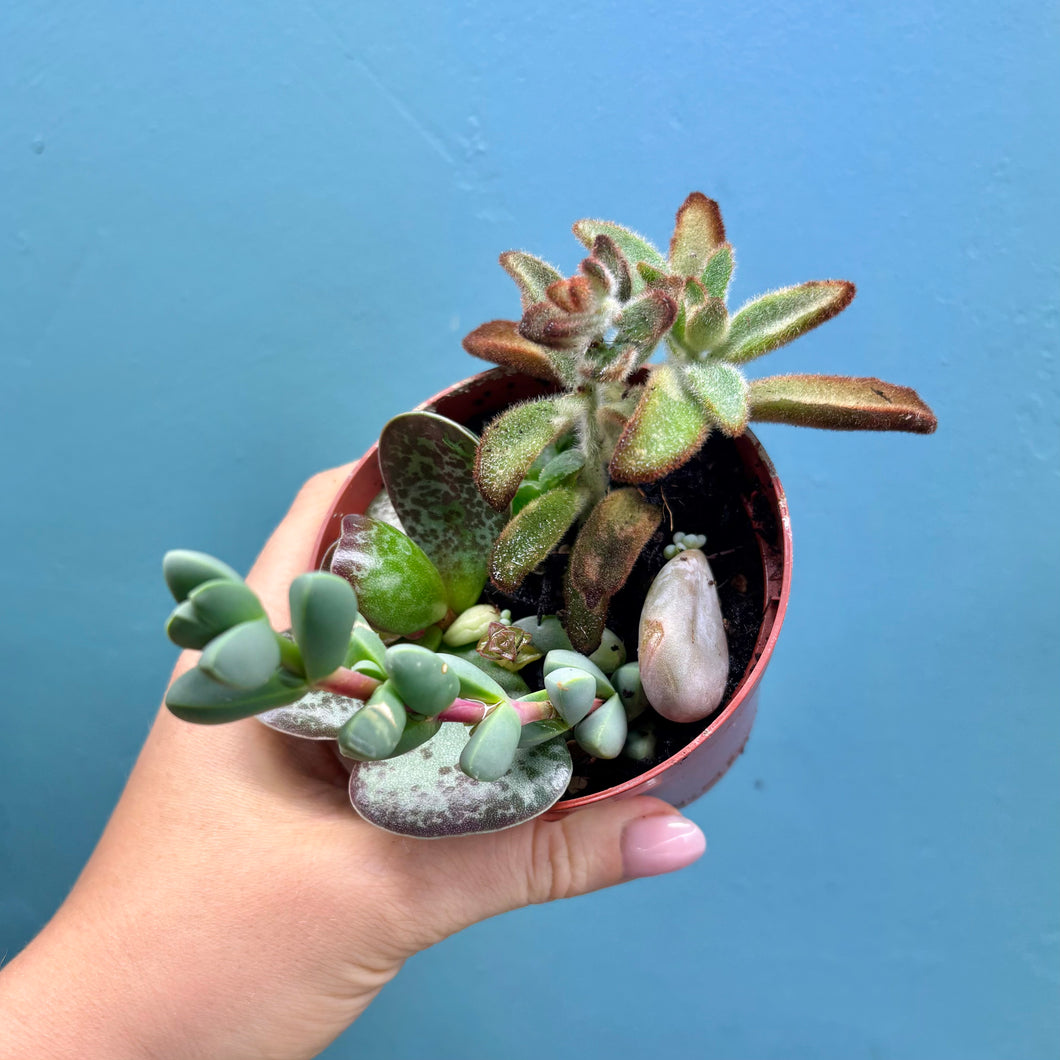 Succulent Propagation Pot B