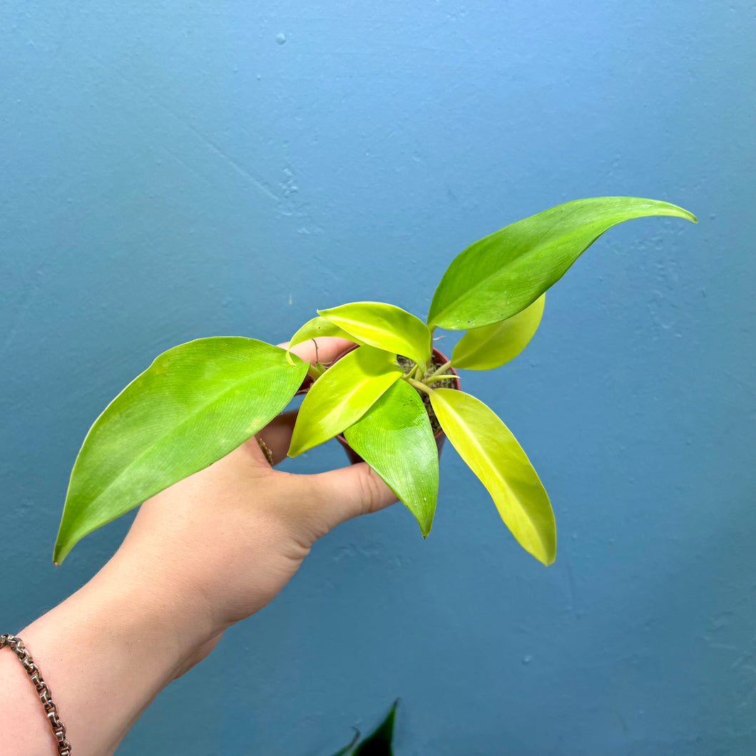 Baby Philodendron 'Malay Gold' Propagations