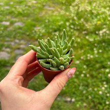 Load image into Gallery viewer, Delosperma Sphalmanthoides
