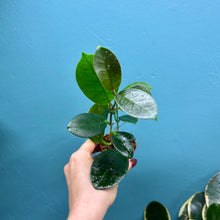Load image into Gallery viewer, Hoya Australis Propagation Pot A
