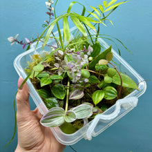 Load image into Gallery viewer, Propagation Bundle Tub 83 - Tradescantia, Peperomia, Hoya, Callisia, Alocasia &amp; Chamaedorea
