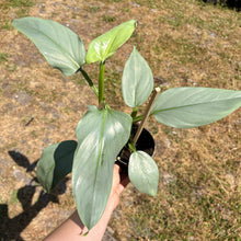 Load image into Gallery viewer, Philodendron Hastatum ‘Silver Sword’
