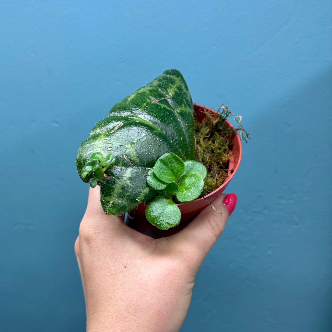 Streptocarpus 'Pretty Turtle' Rooted Propagation Small Plant