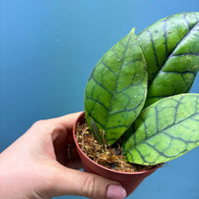 Load image into Gallery viewer, Hoya Callistophylla Propagation Pot
