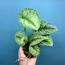 Load image into Gallery viewer, Scindapsus 'Trebie' Rooted Cuttings
