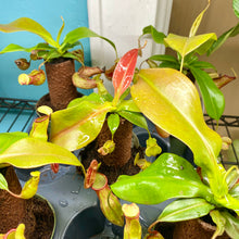 Load image into Gallery viewer, Nepenthes On Trunk (Carnivorous Plant)
