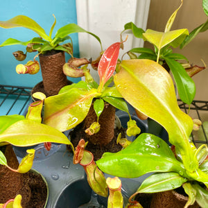 Nepenthes On Trunk (Carnivorous Plant)