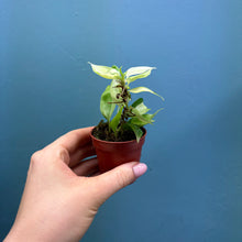 Load image into Gallery viewer, Philodendron &#39;Cream Splash&#39;
