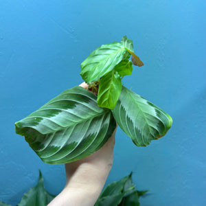 Maranta Silver Band 'Prayer Plant'