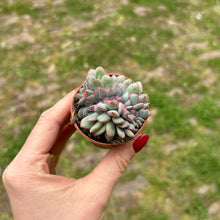 Load image into Gallery viewer, Echeveria Cristata &#39;Pink Edge&#39;
