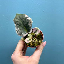 Load image into Gallery viewer, Saintpaulia Variegated 'African Violet' Propagation Small Plant
