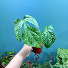 Load image into Gallery viewer, Amydrium Medium Silver Rooted Cutting
