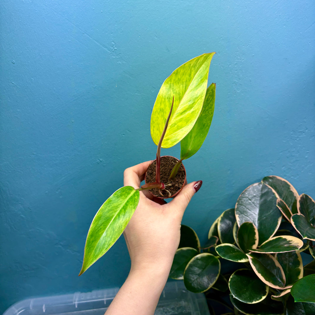 Philodendron 'Painted Lady' A