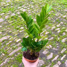 Load image into Gallery viewer, Zamioculcas Zamifolia
