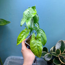 Load image into Gallery viewer, Home Grown Houseplant Wonky Bargain Bundle - Philodendron, Sansevieria &amp; Syngonium
