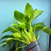 Load image into Gallery viewer, Homalomena Rubescens ‘Golden&#39;
