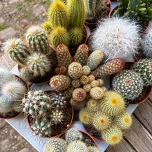 Load image into Gallery viewer, Mystery Medium Cactus Mix
