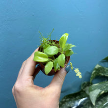 Load image into Gallery viewer, Philodendron Bipennifolium 'Golden Violin’
