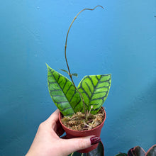 Load image into Gallery viewer, Hoya Callistophylla Propagation Pot
