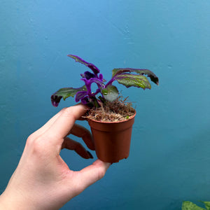 Gynura Aurantiaca 'Purple Velvet' Propagation Pot