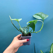 Load image into Gallery viewer, Scindapsus &#39;Trebie&#39; Rooted Cutting
