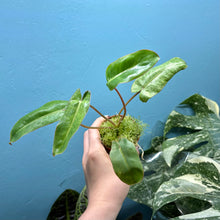 Load image into Gallery viewer, Philodendron Paraiso Verde

