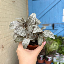 Load image into Gallery viewer, ✨September Plant of The Month✨ Pilea Cadierei 'Ellen Silver'
