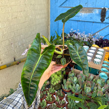 Load image into Gallery viewer, Philodendron Billietiae
