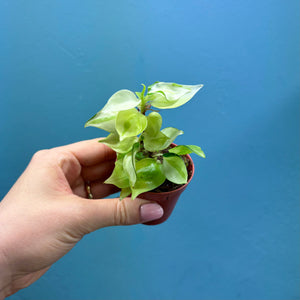 Philodendron 'Cream Splash'