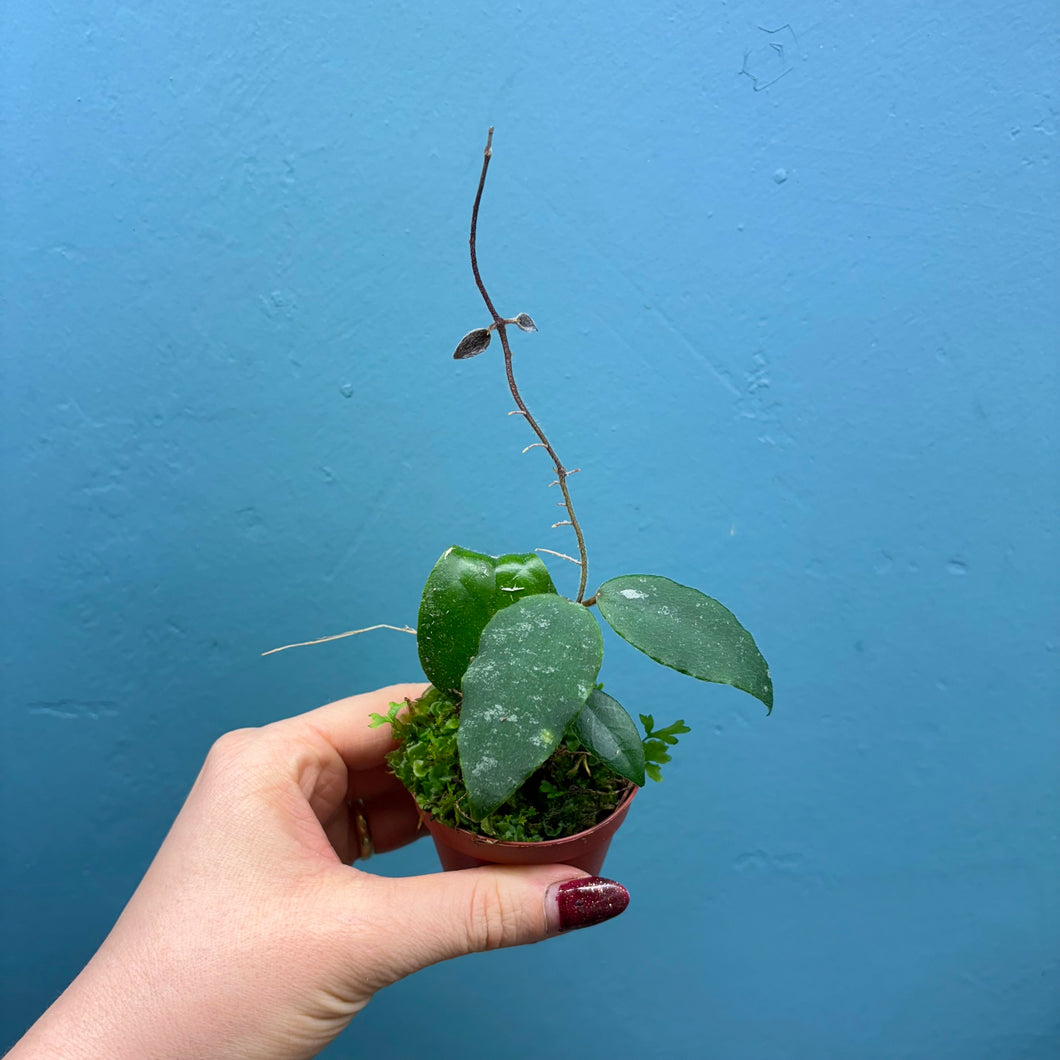 Baby Hoya Caudata Sumatra