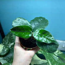 Load image into Gallery viewer, Hoya Villosa
