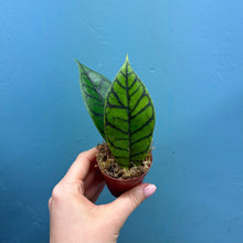 Load image into Gallery viewer, Hoya Callistophylla Propagation Pot
