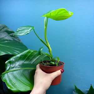 Philodendron Pittieri & Mamei Rooted Propagation Pot