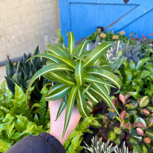 Chlorophytum Caribbean 'Bonnie' (Curly Spider Plant)