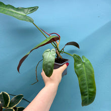 Load image into Gallery viewer, Philodendron Atabapoense
