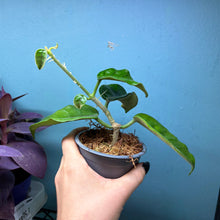 Load image into Gallery viewer, Hoya Villosa

