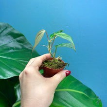 Load image into Gallery viewer, Baby Philodendron Scandens Micans
