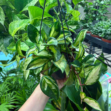 Load image into Gallery viewer, Hoya Carnosa Tricolour 'Krimson Princess' Hanging Pot
