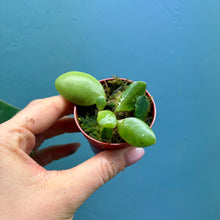 Load image into Gallery viewer, Prop Box Eviction: Bundle D Hoya
