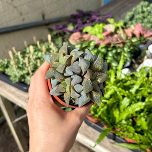 Haworthia Retusa