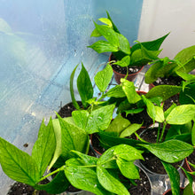 Load image into Gallery viewer, Baby Hoya Polyneura Rooted Cuttings
