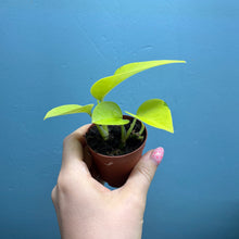 Load image into Gallery viewer, Baby Epipremnum Aureum 'Neon Pothos'
